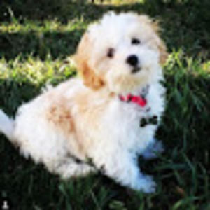 Meet your Posher, Meghan